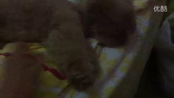 黑料吃瓜网apk普通安装 